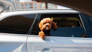 Un perro asomado a la ventanilla de un coche