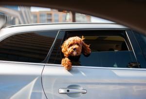 Un perro asomado a la ventanilla de un coche