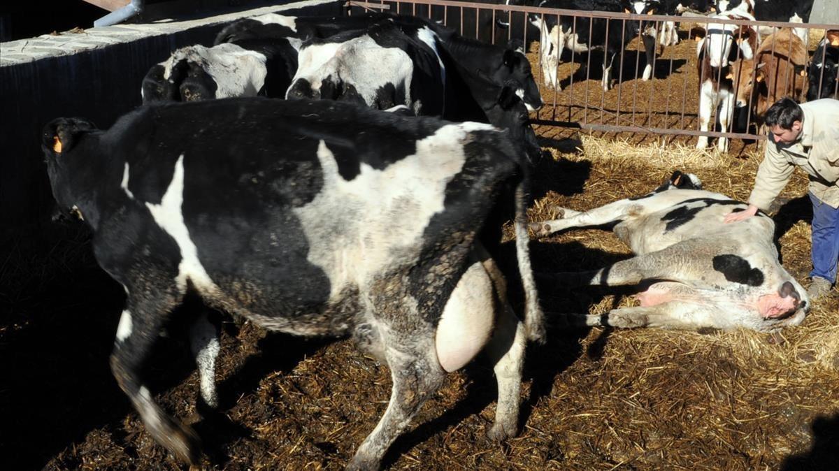 Vacas en una granja catalana, en una imagen de archivo.