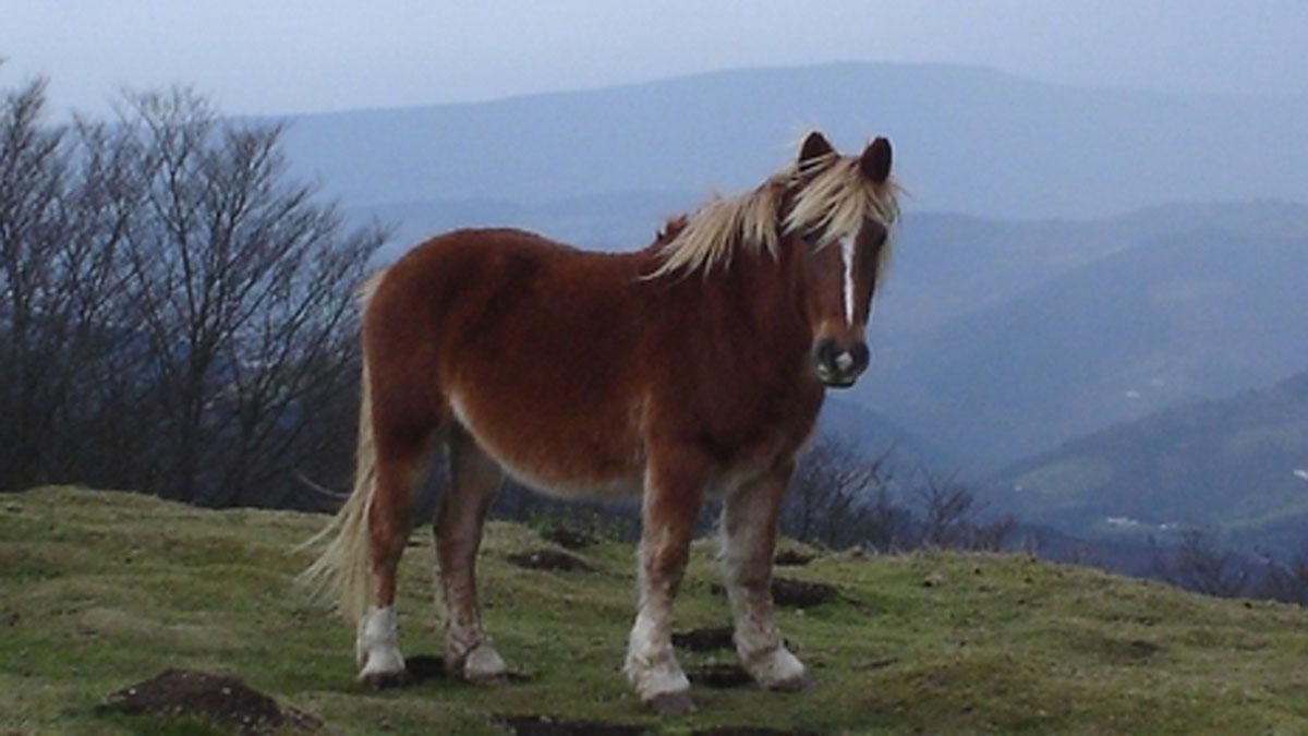 Un caçador abat per error un poni al parc del Garraf Un caçador abat per error un poni al parc del Garraf