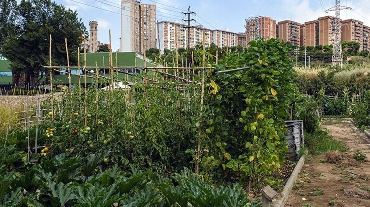 Se abre el plazo para la concesión de las plazas de los huertos municipales Se abre el plazo para la concesión de las plazas de los huertos municipales