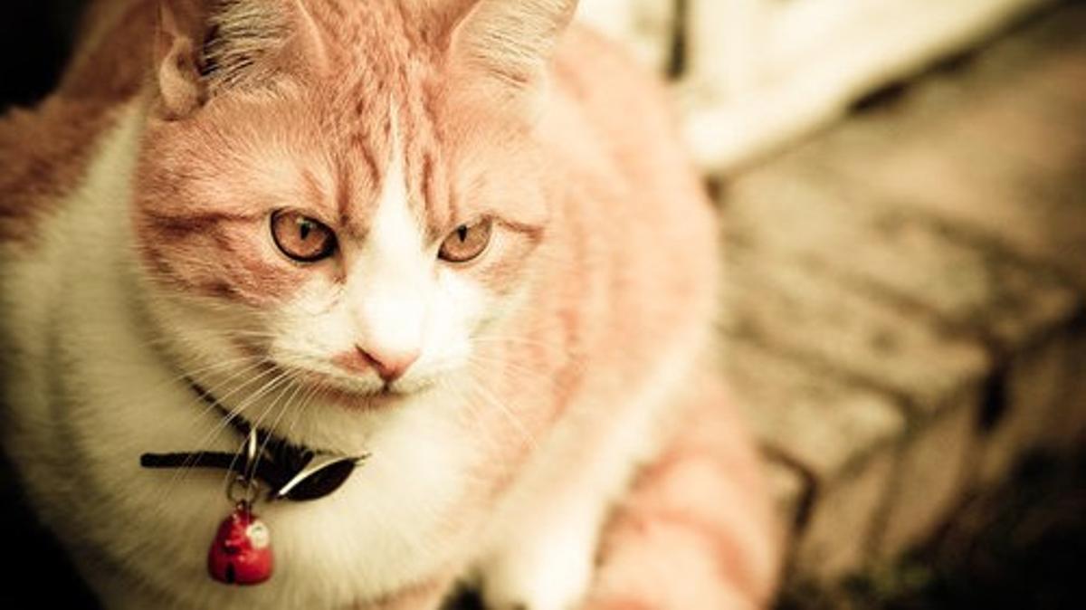 Por qué no es buena idea ponerle un cascabel a tu gato