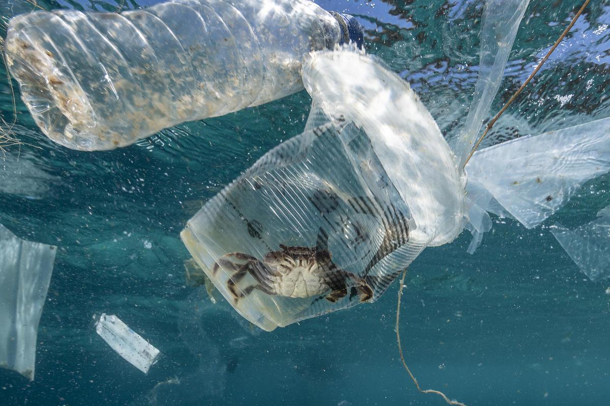 ¿Quines conseqüències té la contaminació per plàstic a l’oceà?