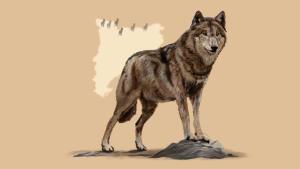 Ilustración para el reportaje de El Periódico sobre el regreso del lobo.