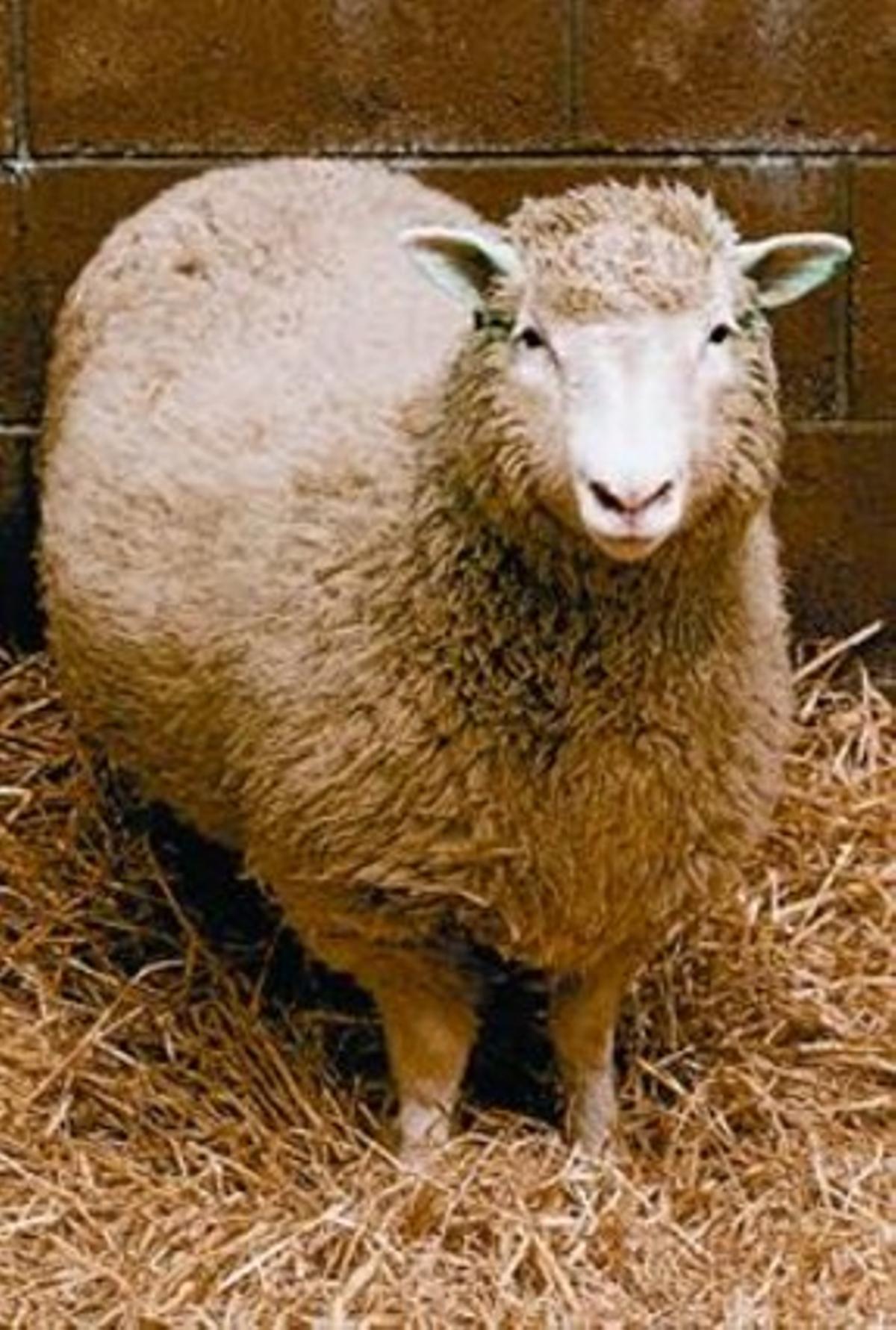La oveja Dolly, el primer mamífero clónico.