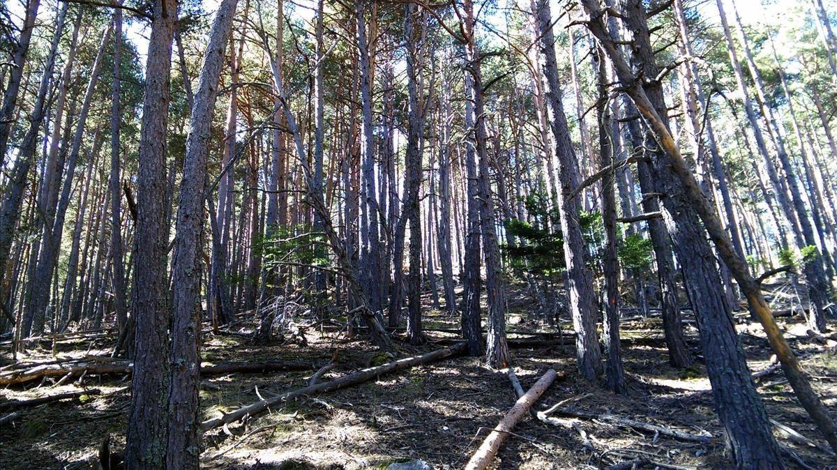 Un bosque muy denso de pino albar en el Pallars Sobirà, con algunos ejemplares caídos.