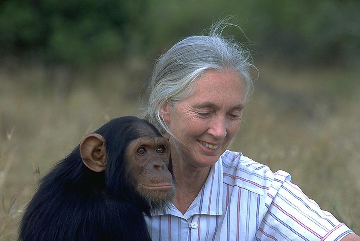 Jane Goodall denuncia las "amenazas" de la macrogranjas para el entorno y la salud