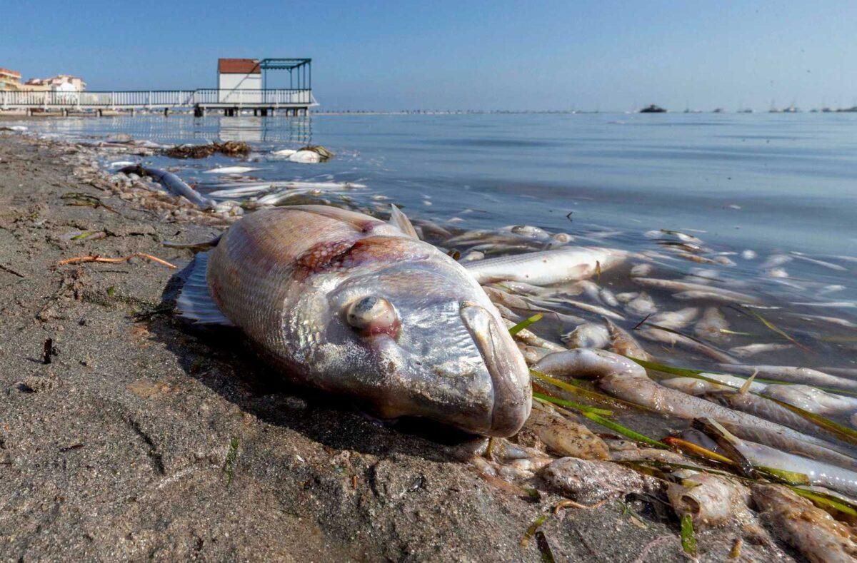 El Instituto de Oceanografía concluye que los fertilizantes agrícolas matan el Mar Menor El Instituto de Oceanografía concluye que los fertilizantes agrícolas matan el Mar Menor