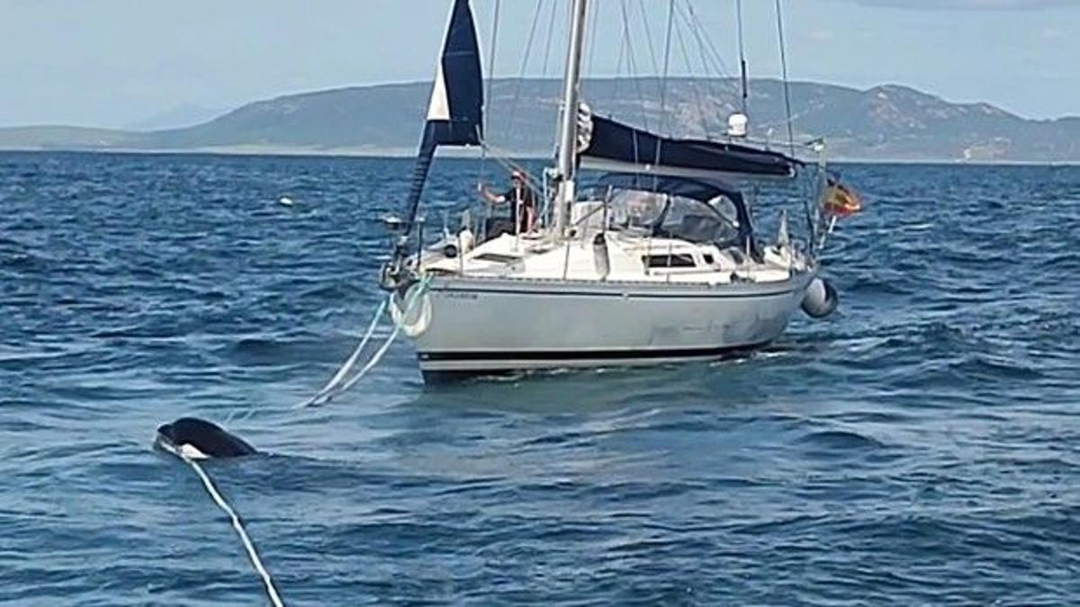 Los numerosos incidentes con orcas en Galicia obligan a plantear restricciones de paso a veleros