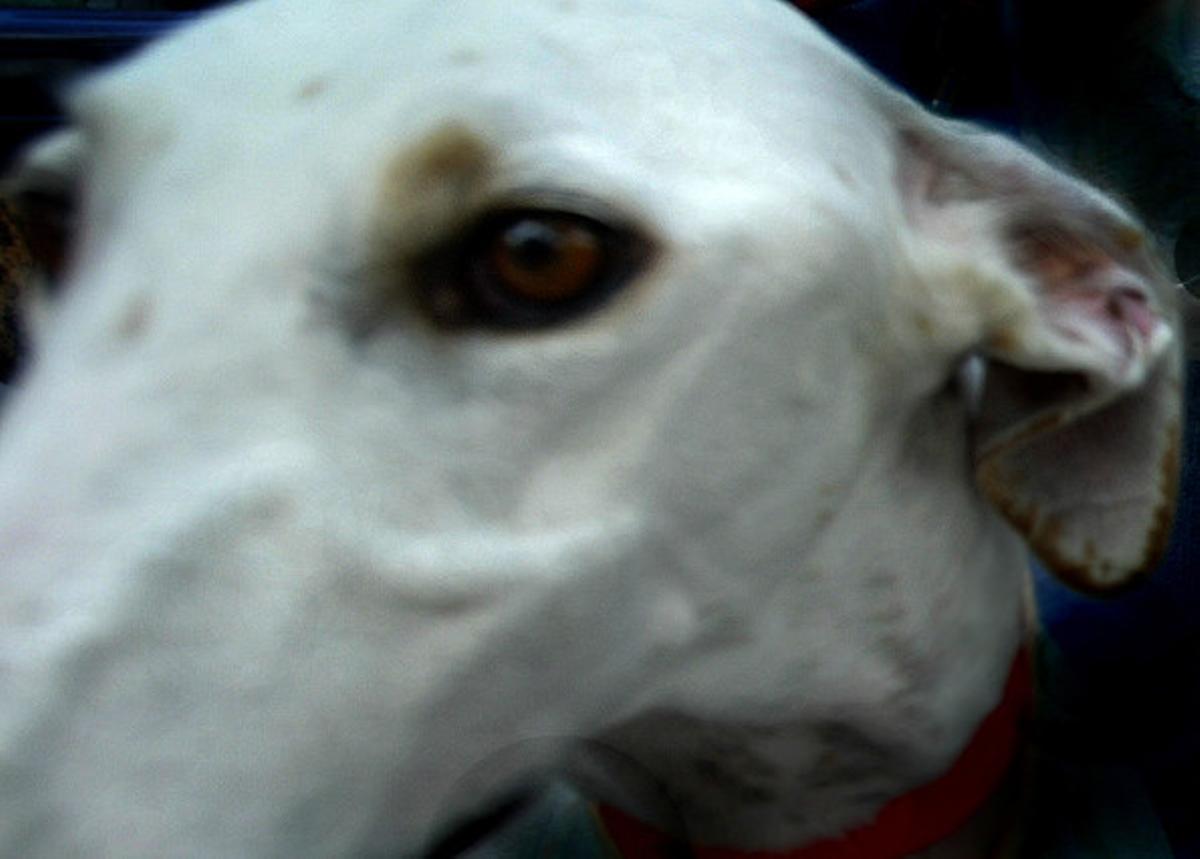 La mirada de un galgo.