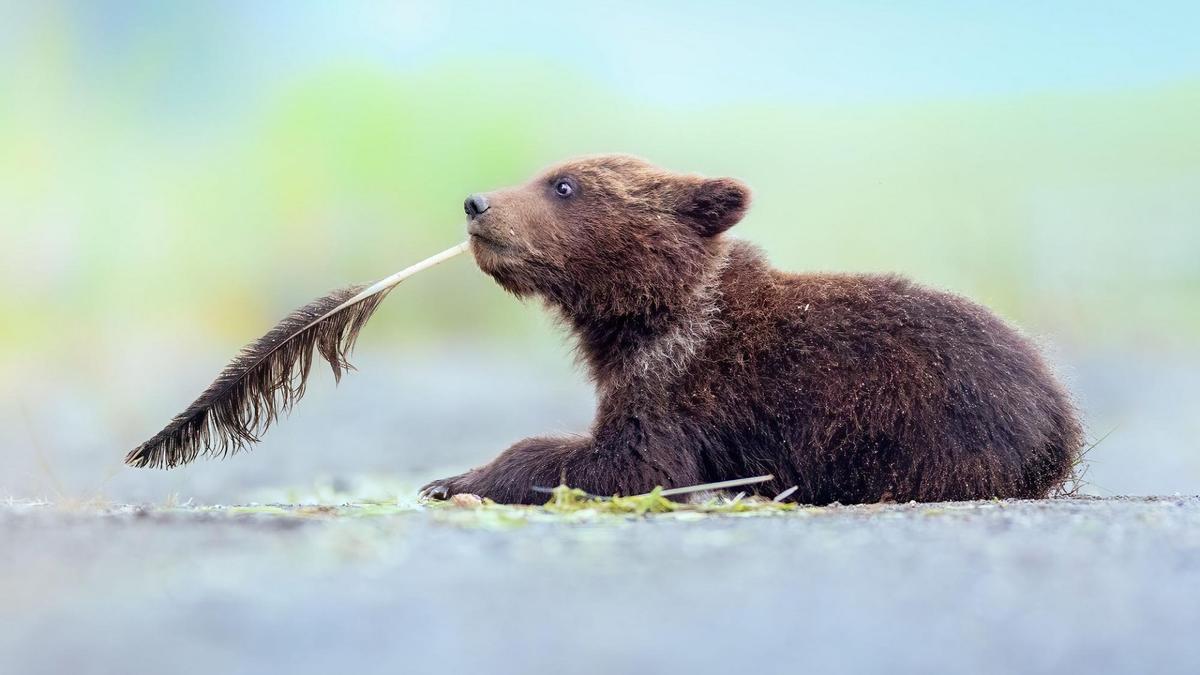 Now you can vote for the funniest photos of wild animals