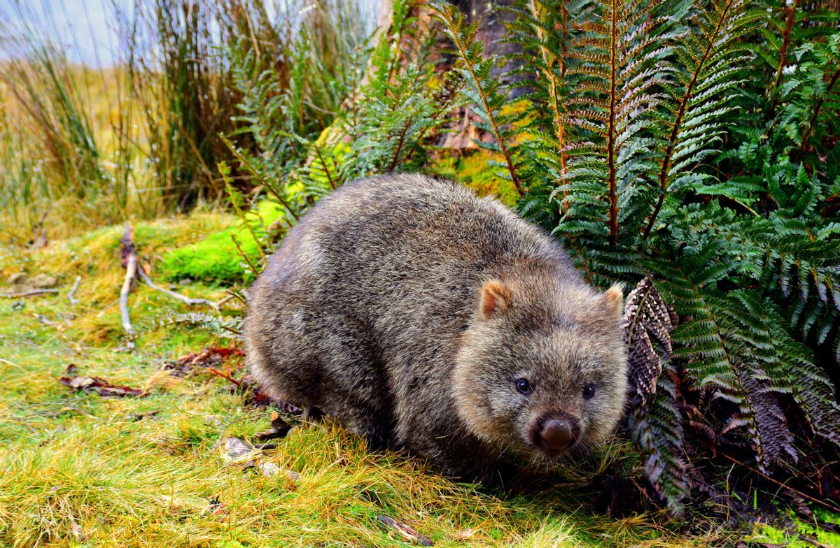 Un wombat, especie autóctona de Australia Un wombat, especie autóctona de Australia