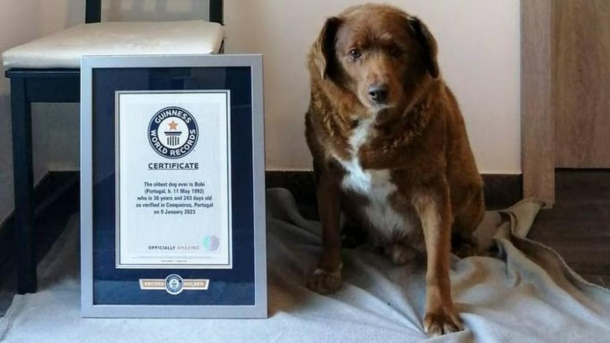 Bobi, considerado como el perro más viejo del mundo por el Guinness World Records