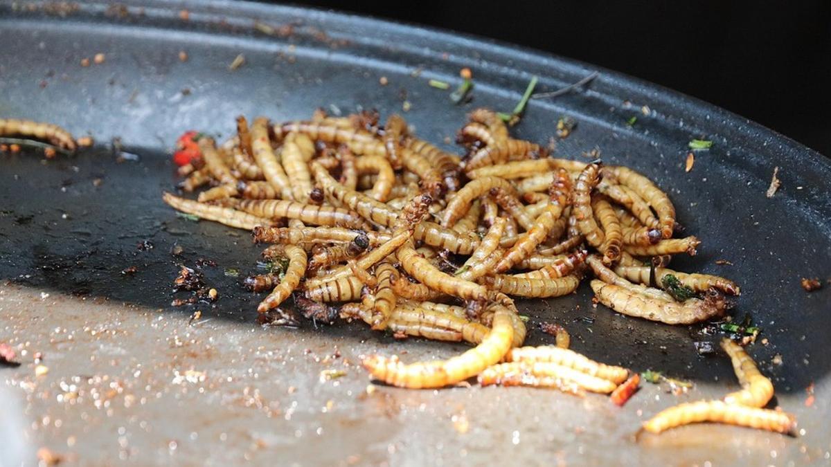 Ejemplares del gusano amarillo de la harina o ’Tenebrio molitor larva’, salteados en una sartén.