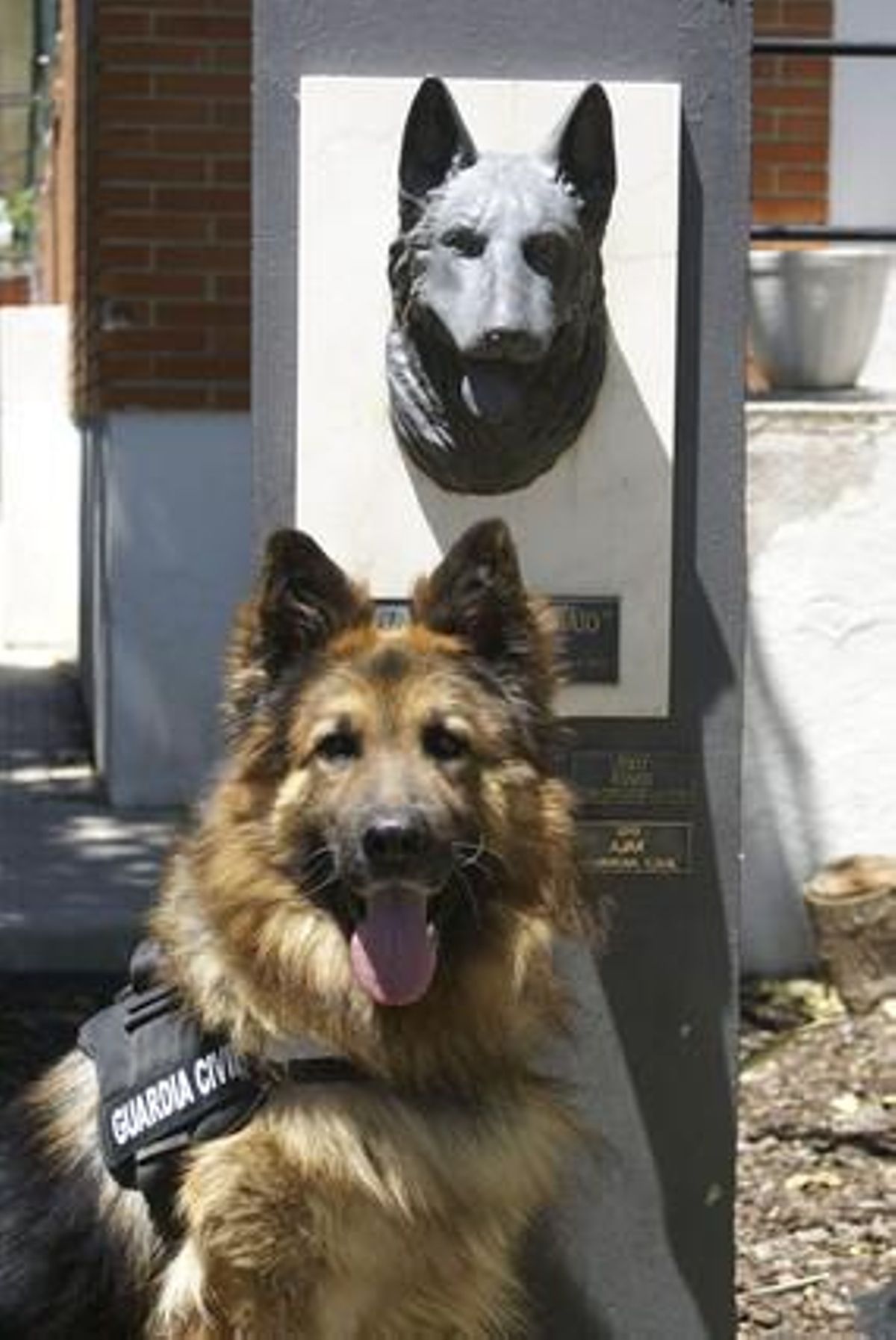 Ajax, el perro de la Guardia Civil reconocido por su valentía. Ajax, el perro de la Guardia Civil reconocido por su valentía.