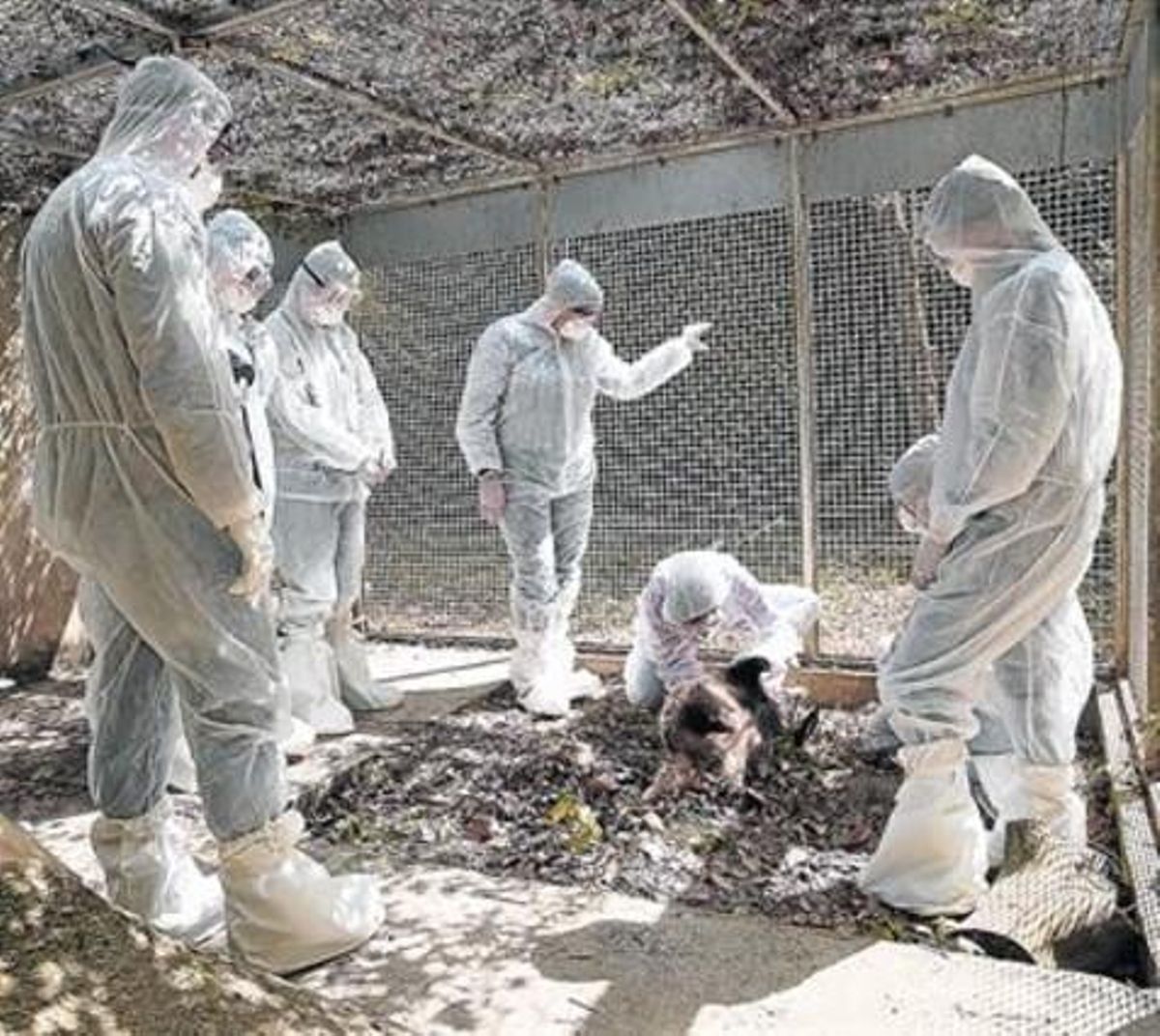 Curso de entomología forense organizado en Collserola por el Col·legi de Biòlegs y BCN Forensics. Curso de entomología forense organizado en Collserola por el Col·legi de Biòlegs y BCN Forensics.