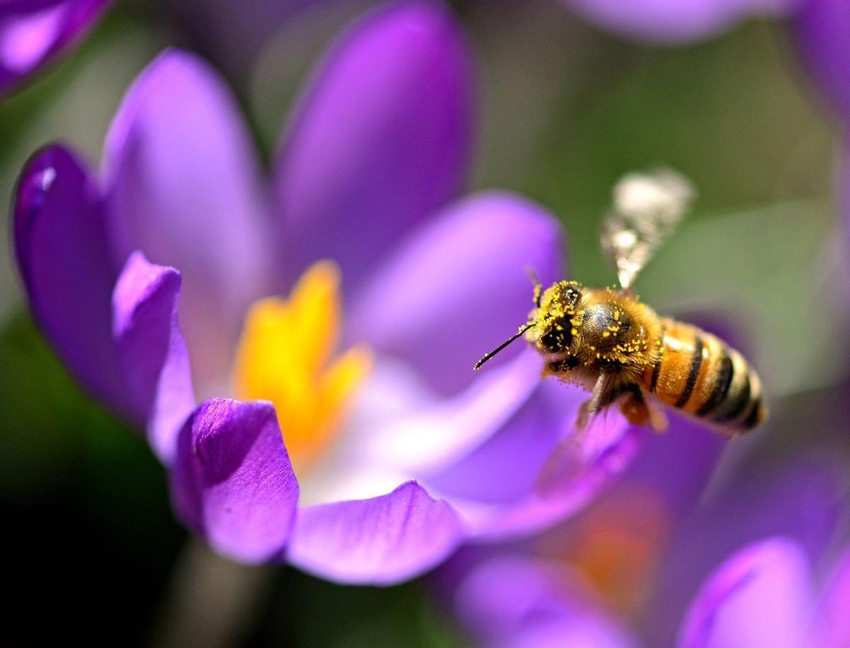 Las abejas no quieren vivir en 'desiertos agrícolas'