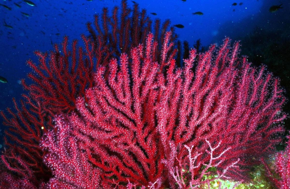 Los corales del Mediterráneo, en proceso de colapso irrecuperable
