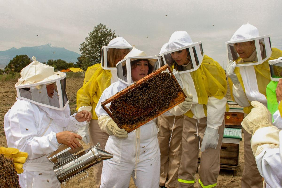 Las abejas mantienen el 76% de la producción mundial de alimentos Las abejas mantienen el 76% de la producción mundial de alimentos