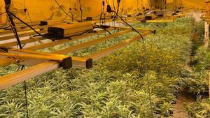 La provincia de Tarragona, "campo" de cultivo de marihuana de Europa