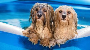 Unos perros en una piscina.