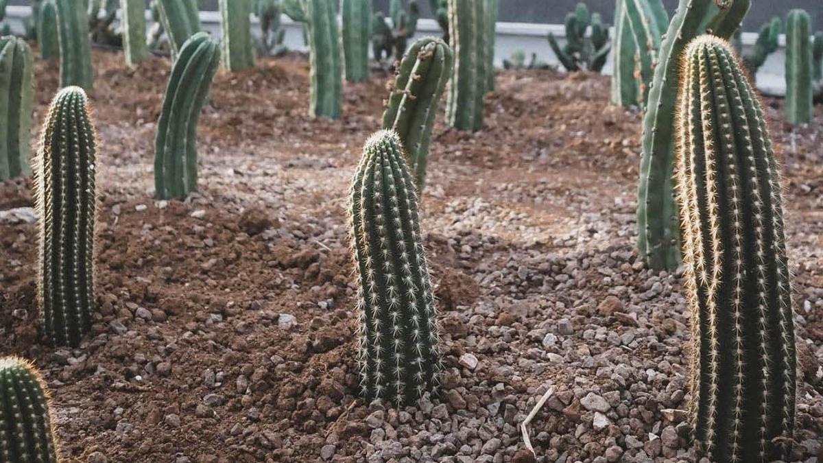 Fins al 90% dels cactus podrien desaparèixer per l’escalfament global