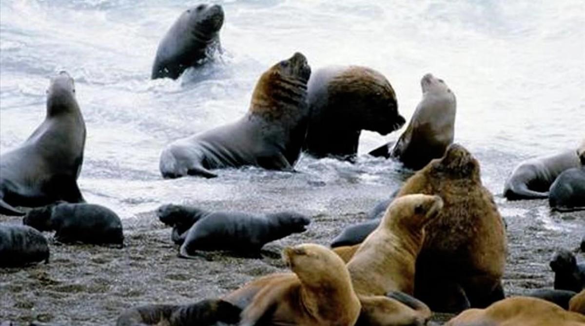 Leones marinos atacan a nadadores en la bahía de San Francisco