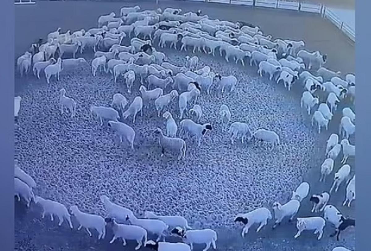 El extraño caso de las ovejas que han caminado en círculo sin parar durante 12 días