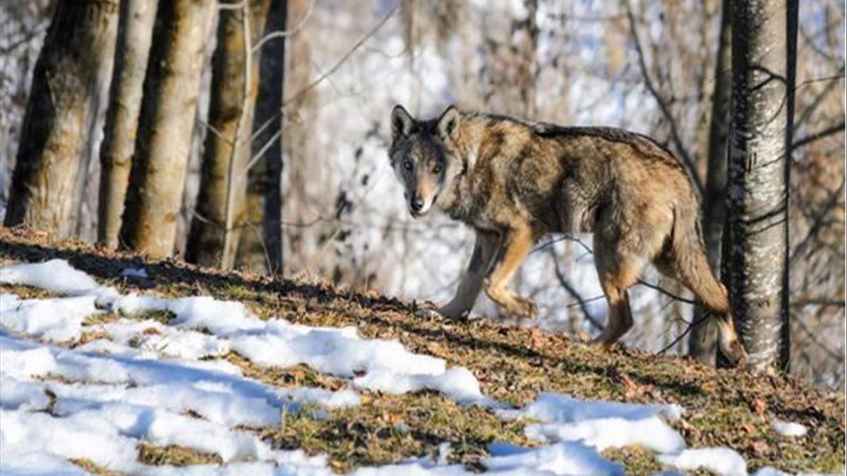 Francia permite matar 40 lobos anuales para frenar los daños al ganado