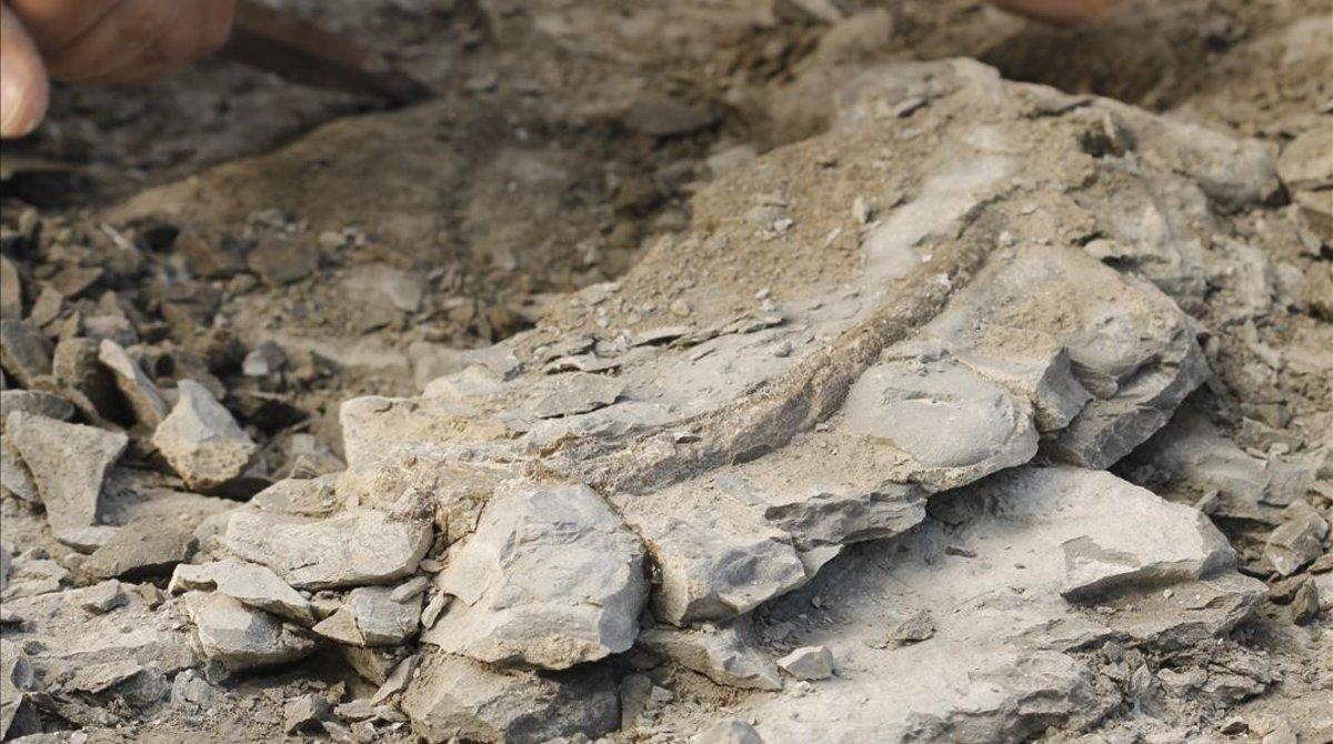 El fósil encontrado en Folgueroles (Osona) de una costilla de vaca marina rodeado de piedras.