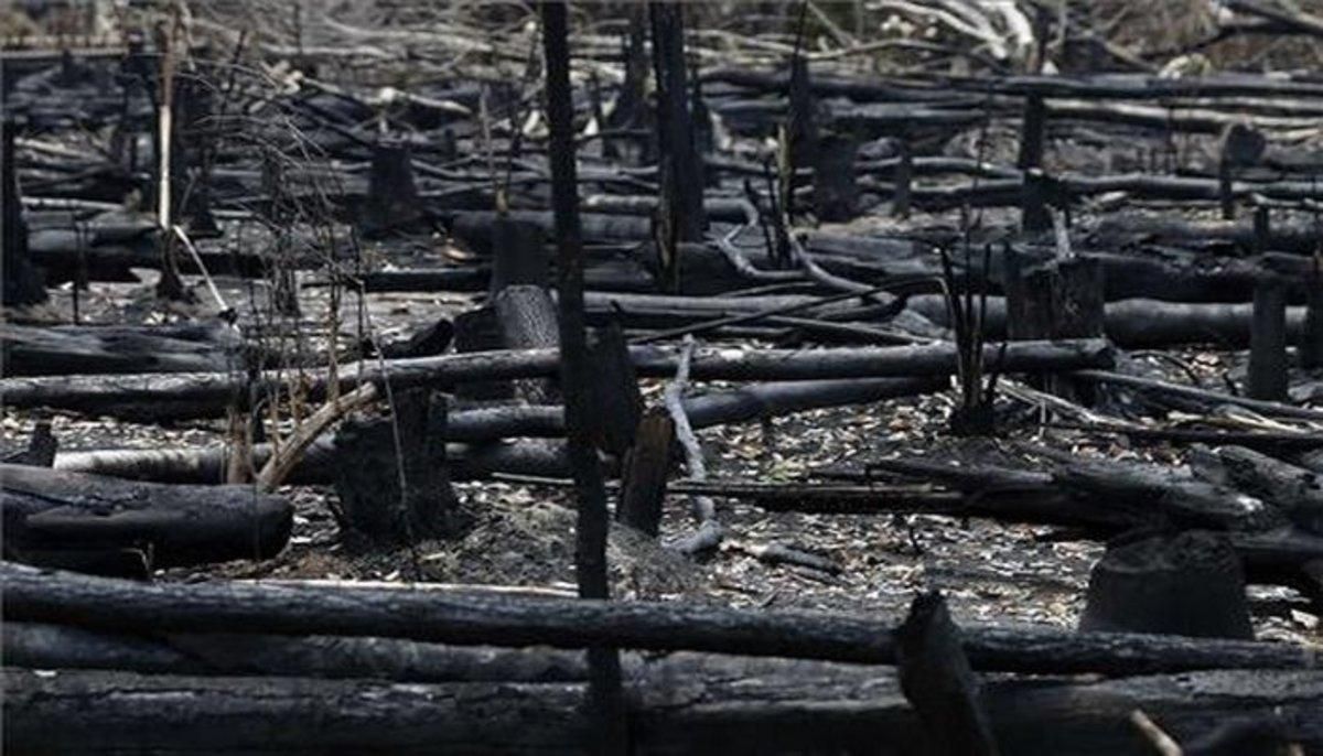 Restos de árboles quemados luego de los incendios en la Amazonia. Restos de árboles quemados luego de los incendios en la Amazonia.
