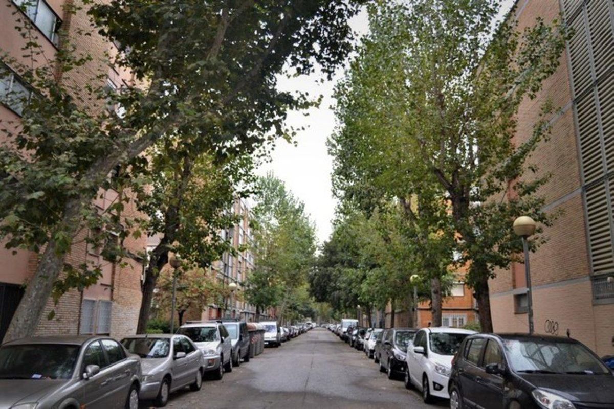 Badalona inicia una campanya extraordinària de fumigacions en 4.500 arbres de la ciutat Badalona inicia una campanya extraordinària de fumigacions en 4.500 arbres de la ciutat