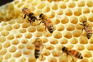 La UE reduce drásticamente dos pesticidas para salvar las abejas