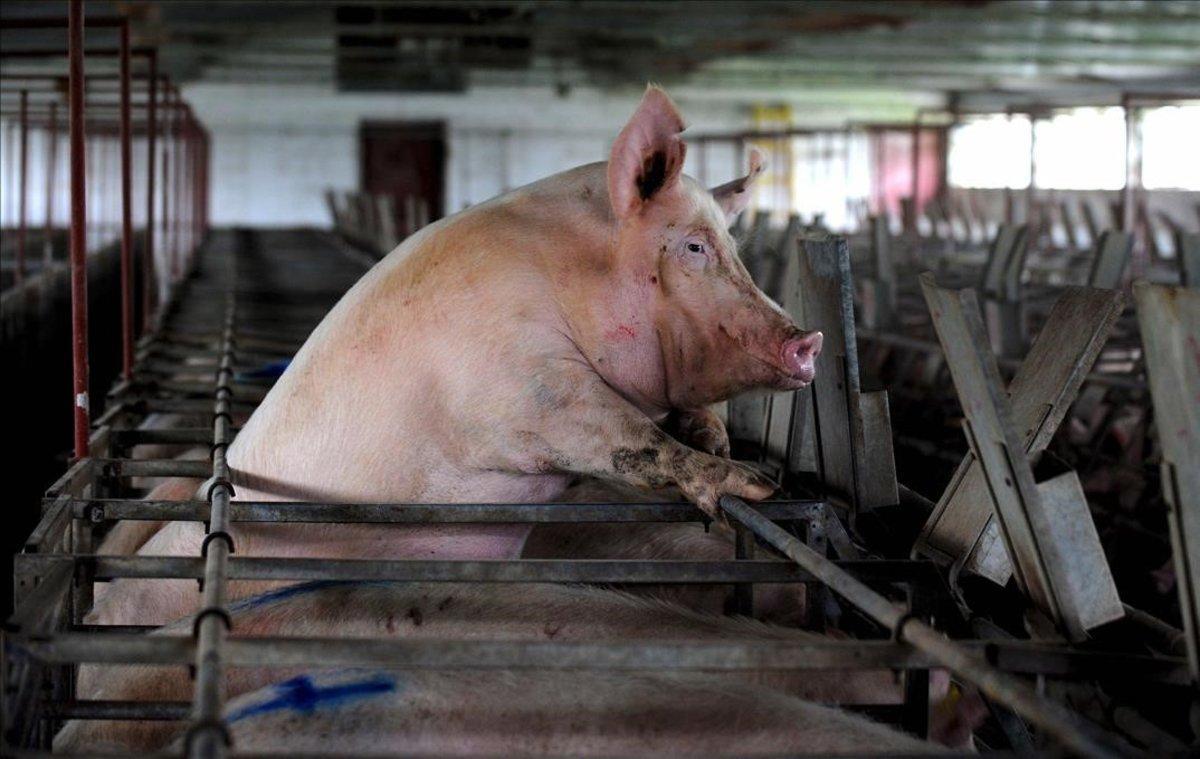 Un cerdo se asoma entre los barrotes de su jaula, en una imagen de archivo