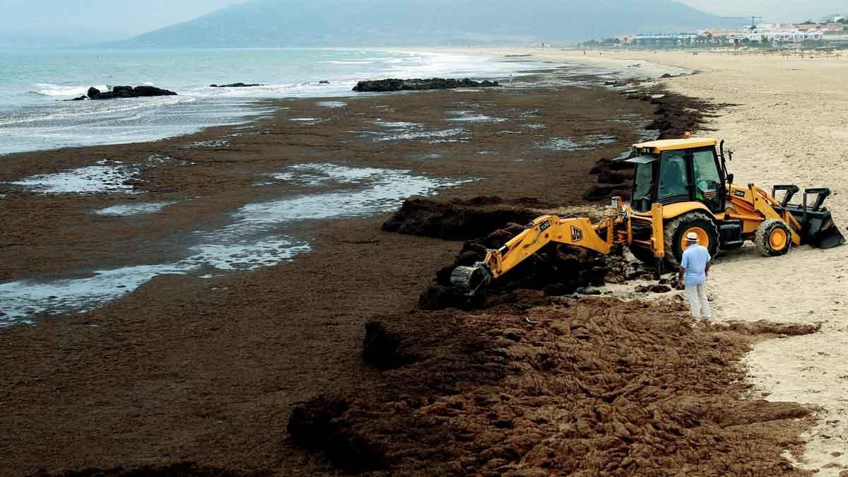 Una alga asiàtica amenaça amb una crisi ambiental a l'estret de Gibraltar