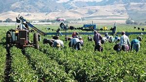 Archivo - Trabajadores en el campo.