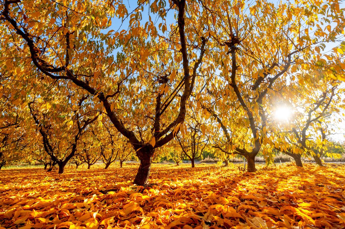 Los campos de Lleida se tiñen de ocre y dorado en otoño Los campos de Lleida se tiñen de ocre y dorado en otoño