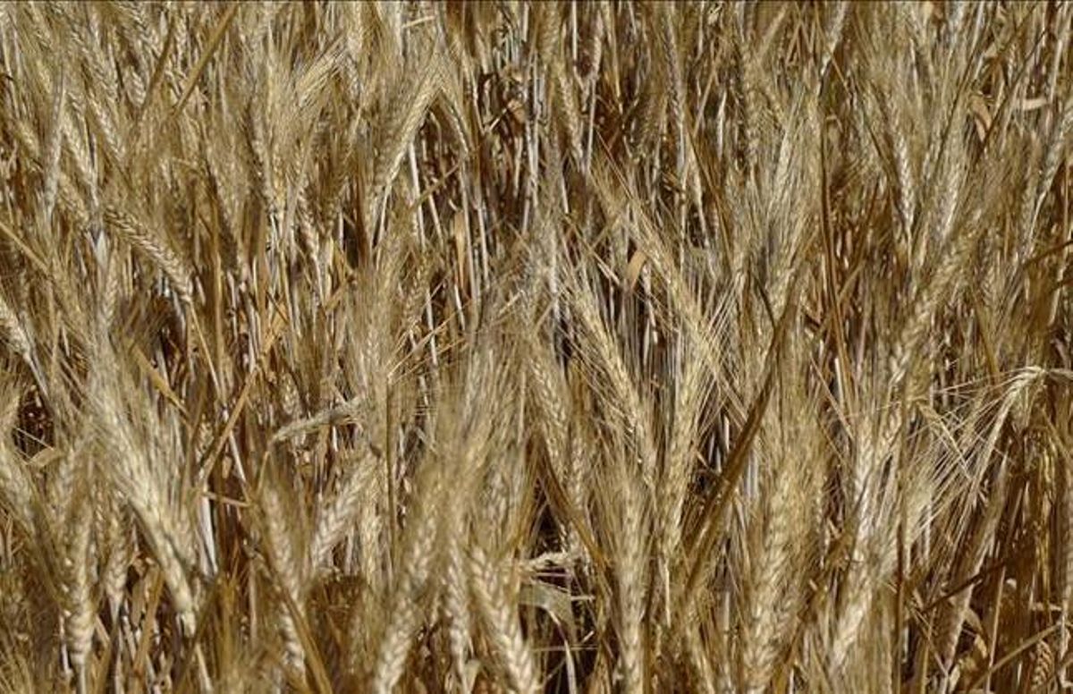 Espigas de Tritordeum, muy similares a las del trigo tradicional. Espigas de Tritordeum, muy similares a las del trigo tradicional.