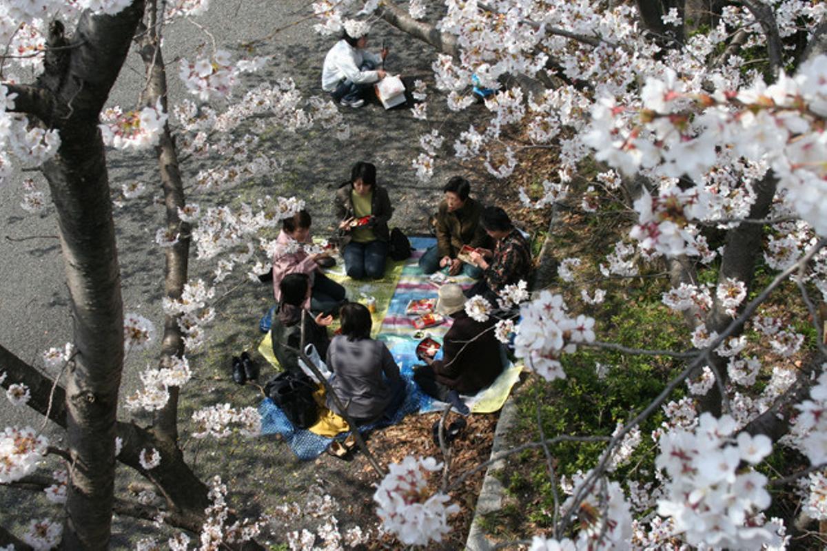 Un grupo de mujeres almuerzan bajo los cerezos de un parque de Kioto (Japón).  