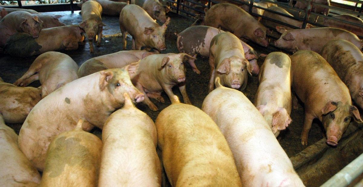 Un estudio aboga por reducir un 75% la ingestión de carne en la UE para salvar el planeta