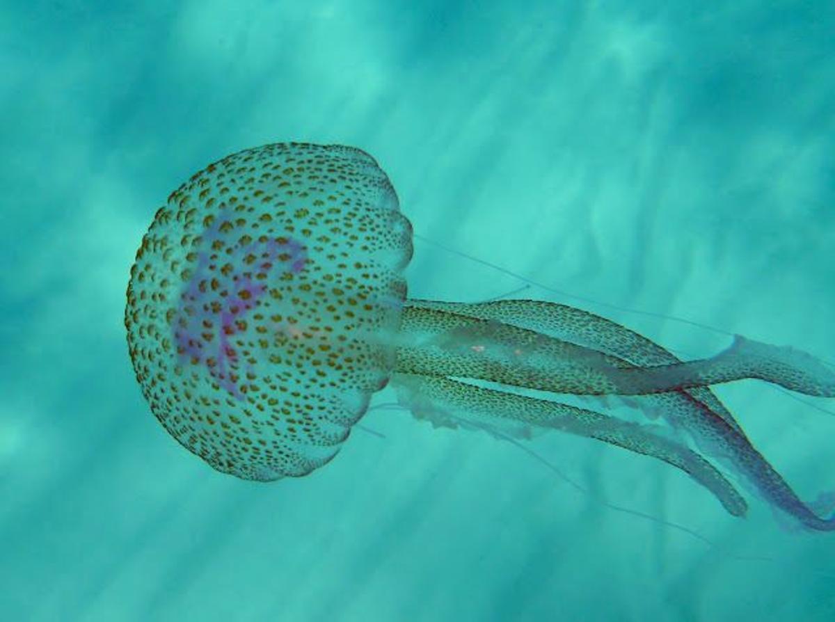 ¿Qué tenemos que hacer si estamos dentro del mar y nos encontramos con medusas?