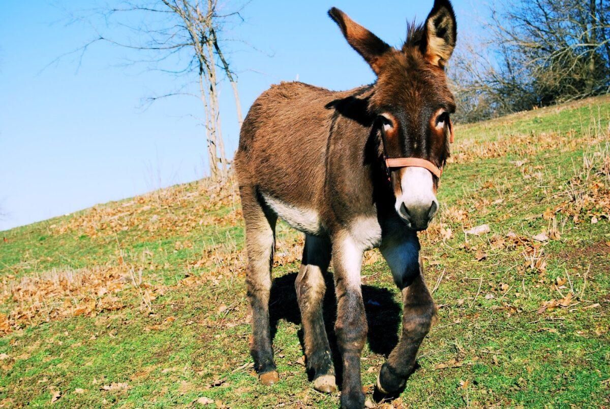 Crece la polémica por la muerte de 10 burros antiincendios en Castellón Crece la polémica por la muerte de 10 burros antiincendios en Castellón