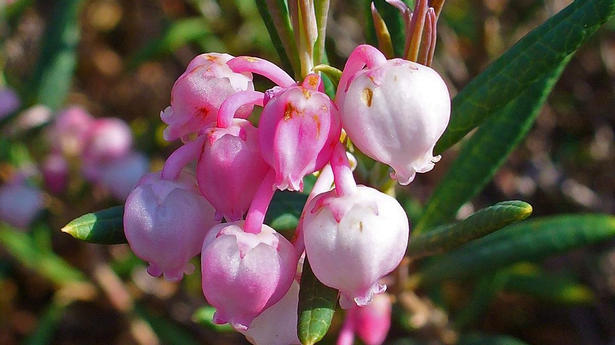 Andròmeda, la planta ideal per perfumar interiors o adornar un jardí japonès