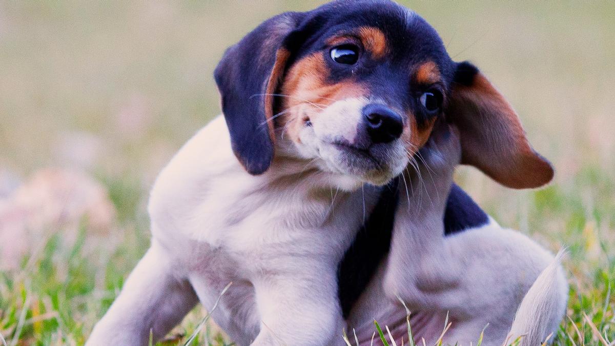 Un cachorro de perro se rasca por tener pulgas o garrapatas