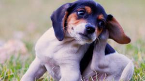 Un cachorro de perro se rasca por tener pulgas o garrapatas