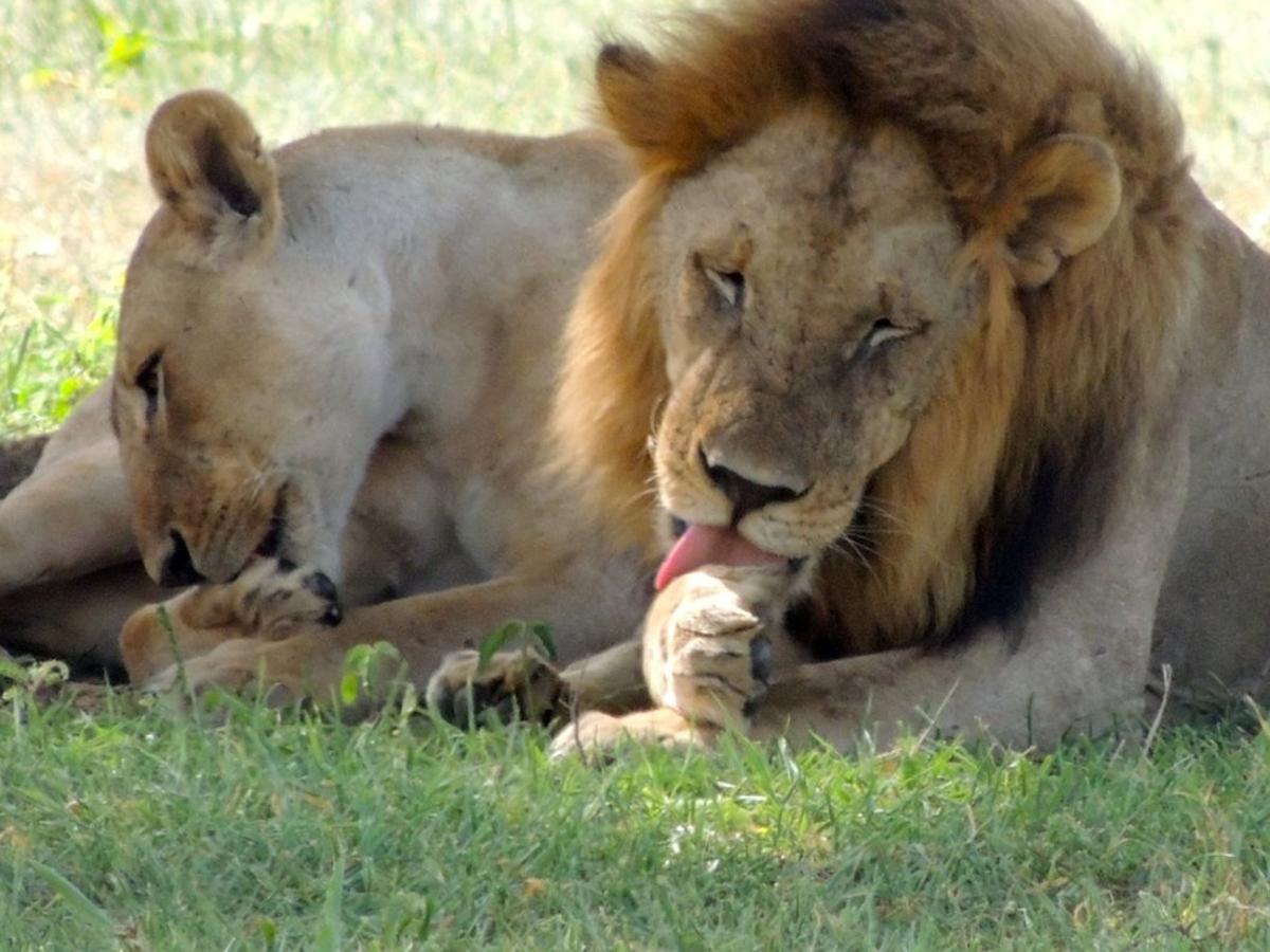 Un cazador furtivo es aplastado por un elefante y devorado por leones