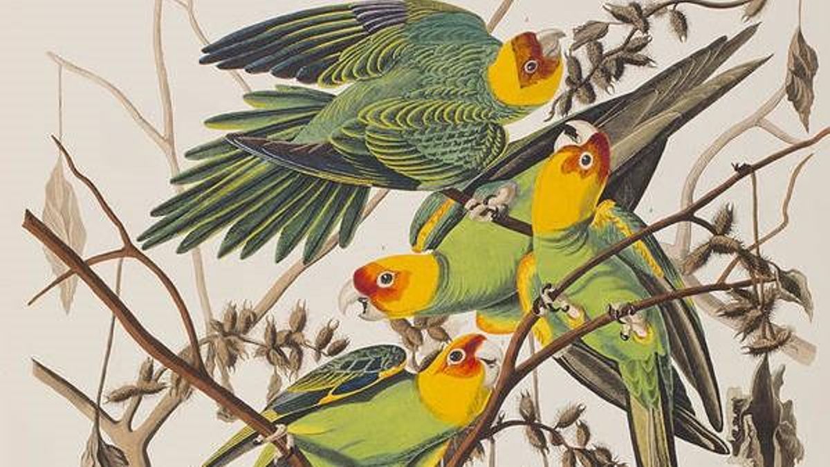 La cotorra de Carolina dibujada por Audubon. La cotorra de Carolina dibujada por Audubon.