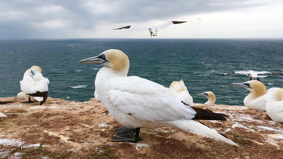 Most publicized bird flu pandemic targets seabirds