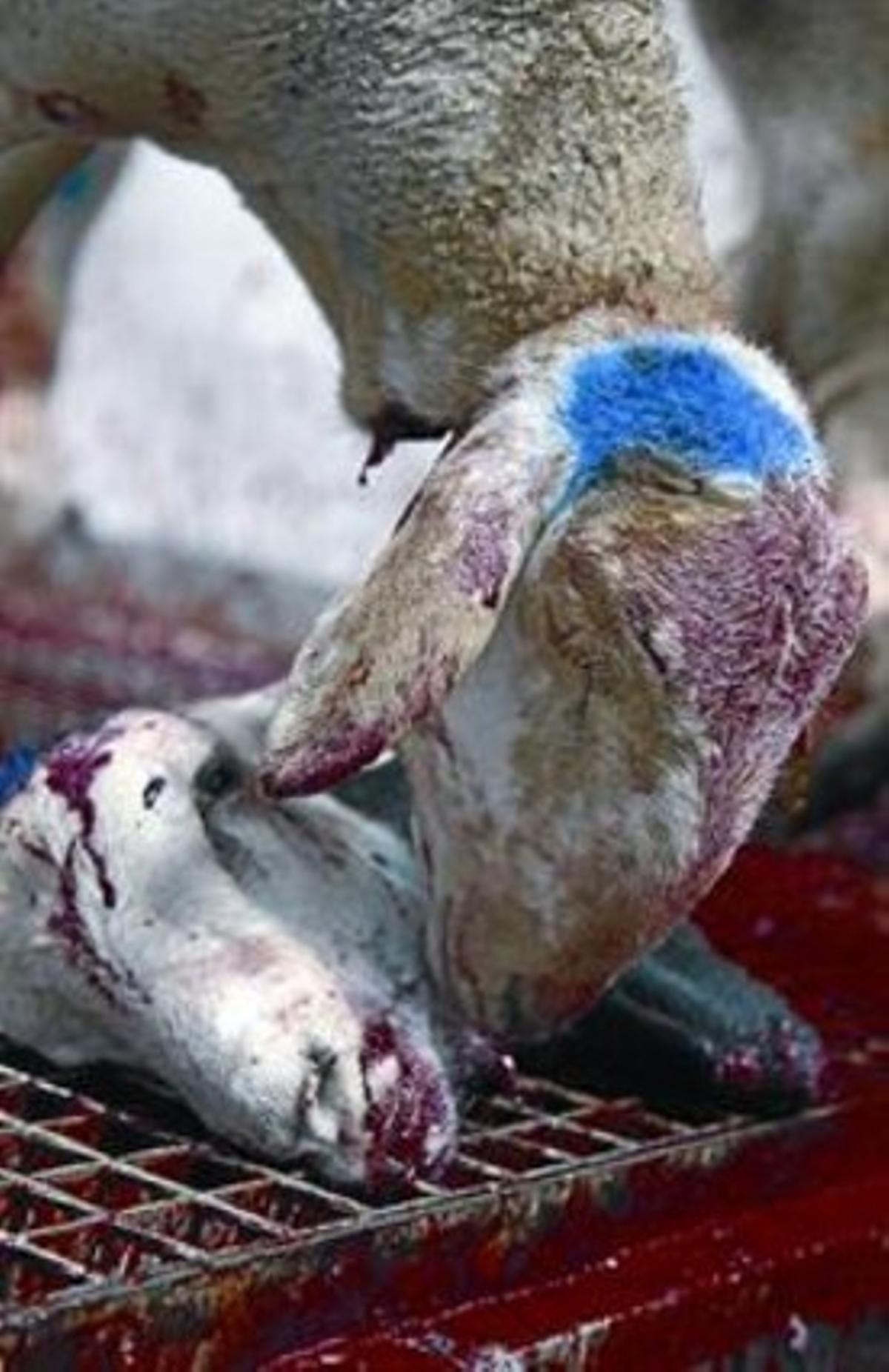 Corderos sacrificados a la manera ’halal’, ayer en el mataderode Girona.