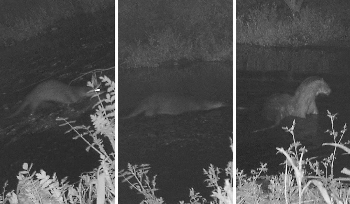 La imagen de la nutria a su paso por el río Ripoll, en Sabadell. La imagen de la nutria a su paso por el río Ripoll, en Sabadell.